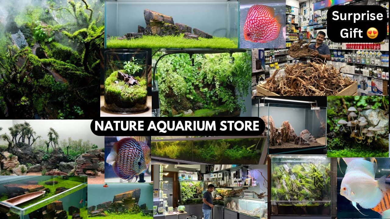 Green aqua delhi | Planted aquarium | terrarium | paludarium | Aquarium fishes | in delhi #25