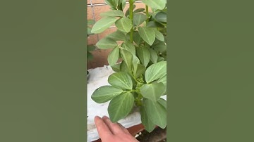 Fava Bean Foolishness