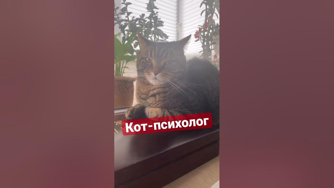 Пусть все ваши тревоги украдут Единороги 🦄 С вас 5 тыЩ 🐱💴 - YouTube