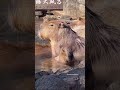 Capybara hot spring bath ♨️ in Shizuoka!