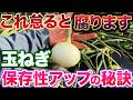 【そうだったの】玉ねぎが収穫後に腐るにはある条件があります