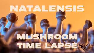Magic Hour! Growing Natalensis Mushrooms | Shroom Bloom