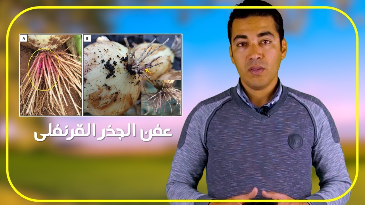 عفن الجذر القرنفلى فى محصول البصل والثوم || المكافحة والعلاج