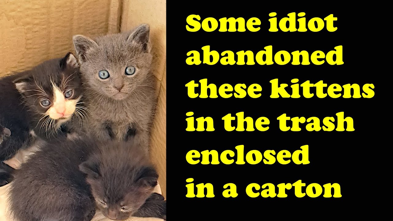 Some idiot abandoned these kittens in the trash enclosed in a carton ...
