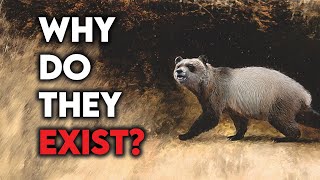 The Most Useless Animal On Earth