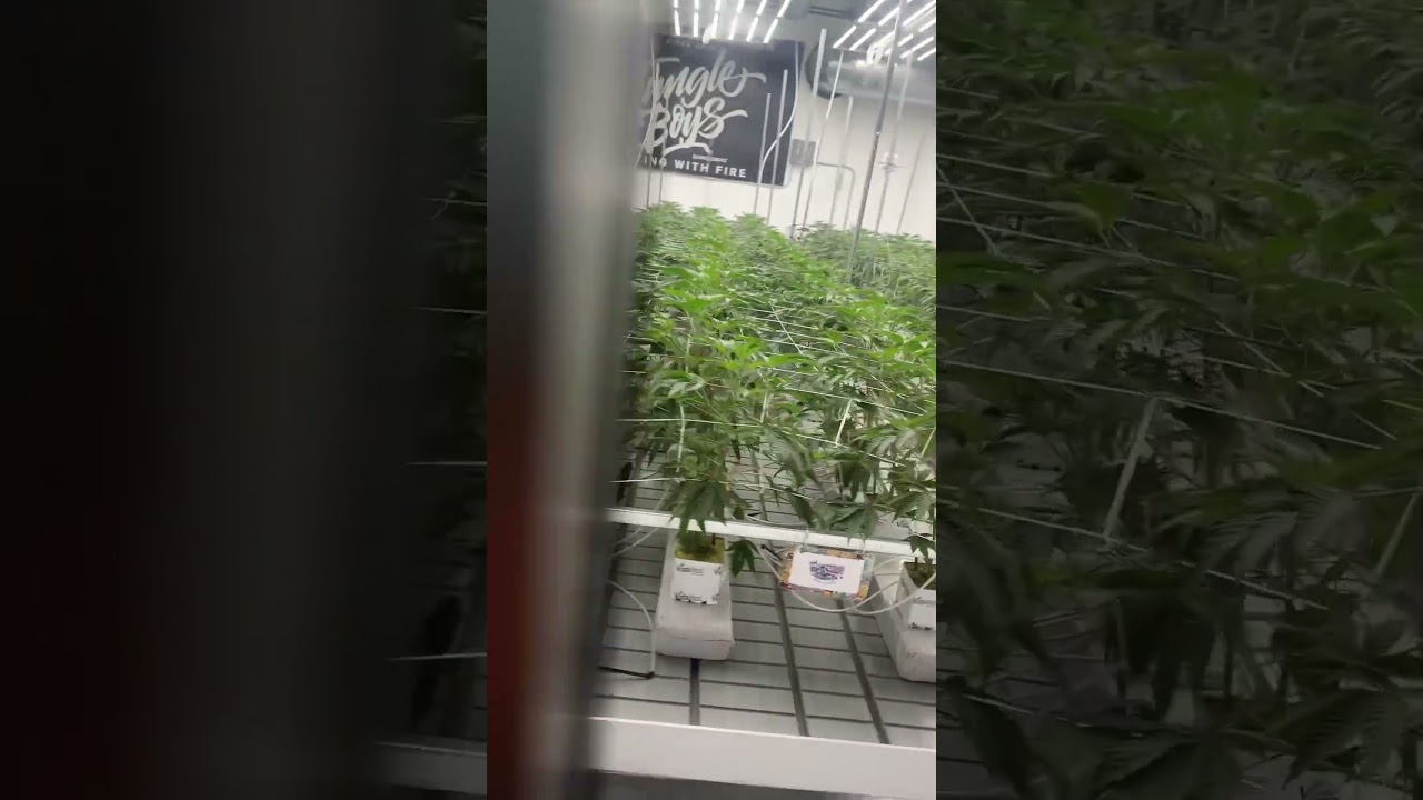 Grow room jungle boys