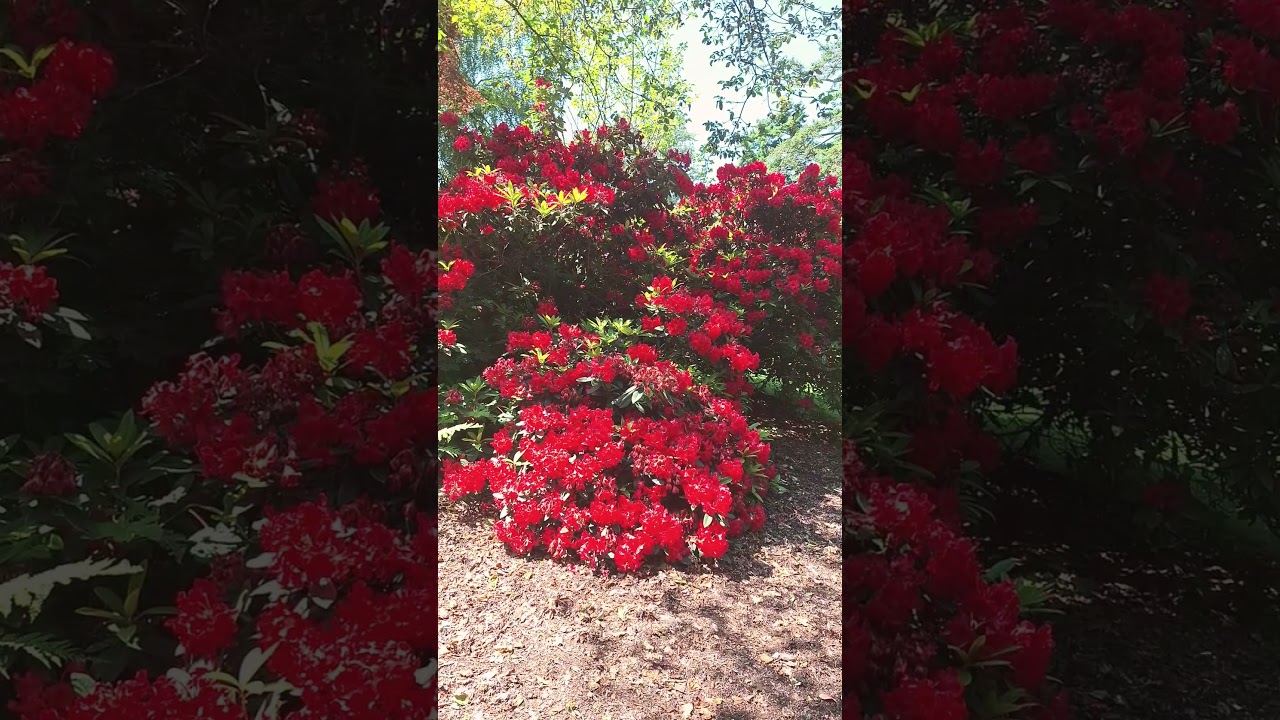 Beacon Hill Park..Man on the floor and turtles lining up on wooden stand.Need good eyes to spot them