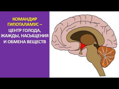 Центр жажды головного мозга