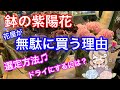 鉢の紫陽花がコスパ最強な件について