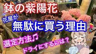 鉢の紫陽花がコスパ最強な件について