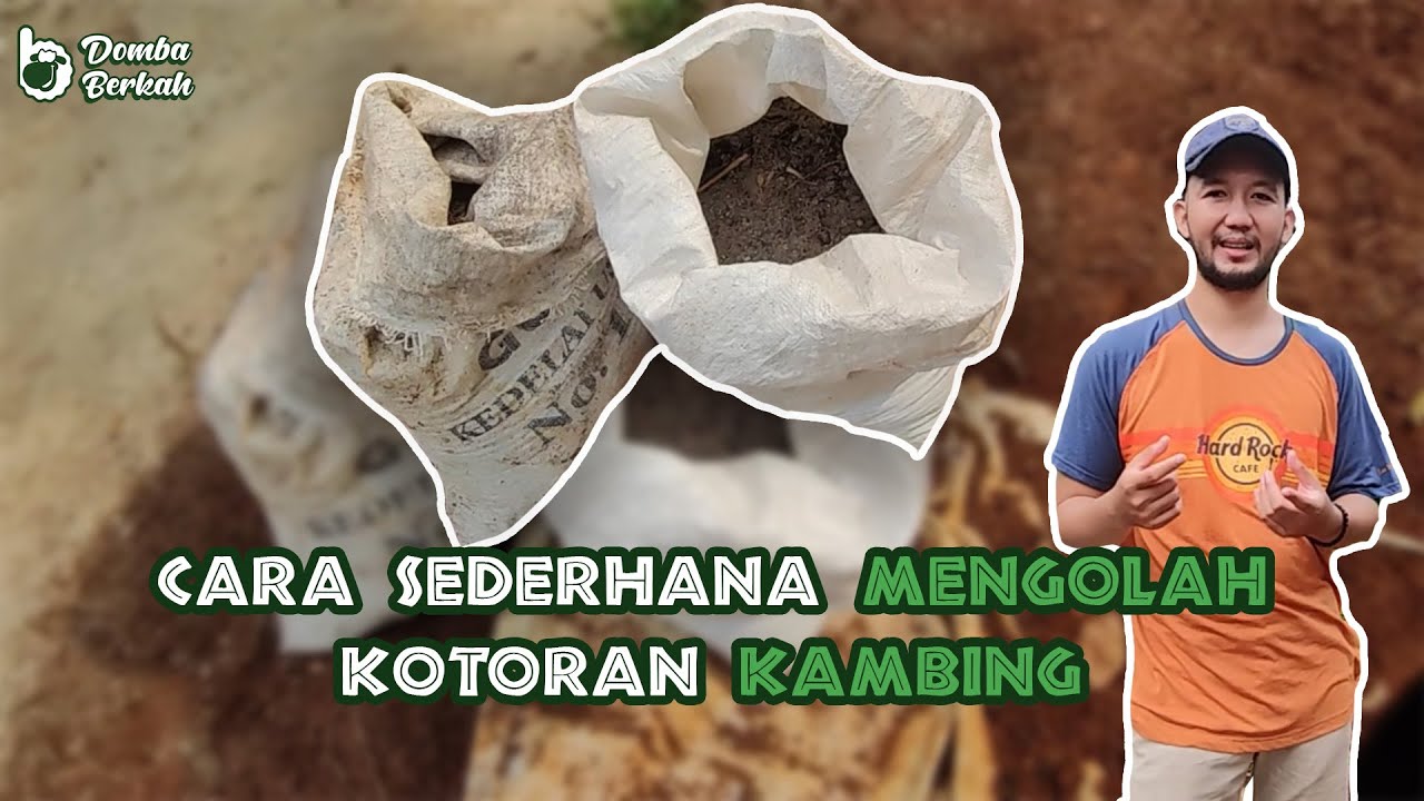 Cara Mengolah Kotoran Kambing, Biar Jadi Duit!!! 