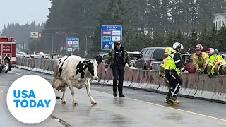 Oregon interstate closes as cows disrupt traffic | USA TODAY