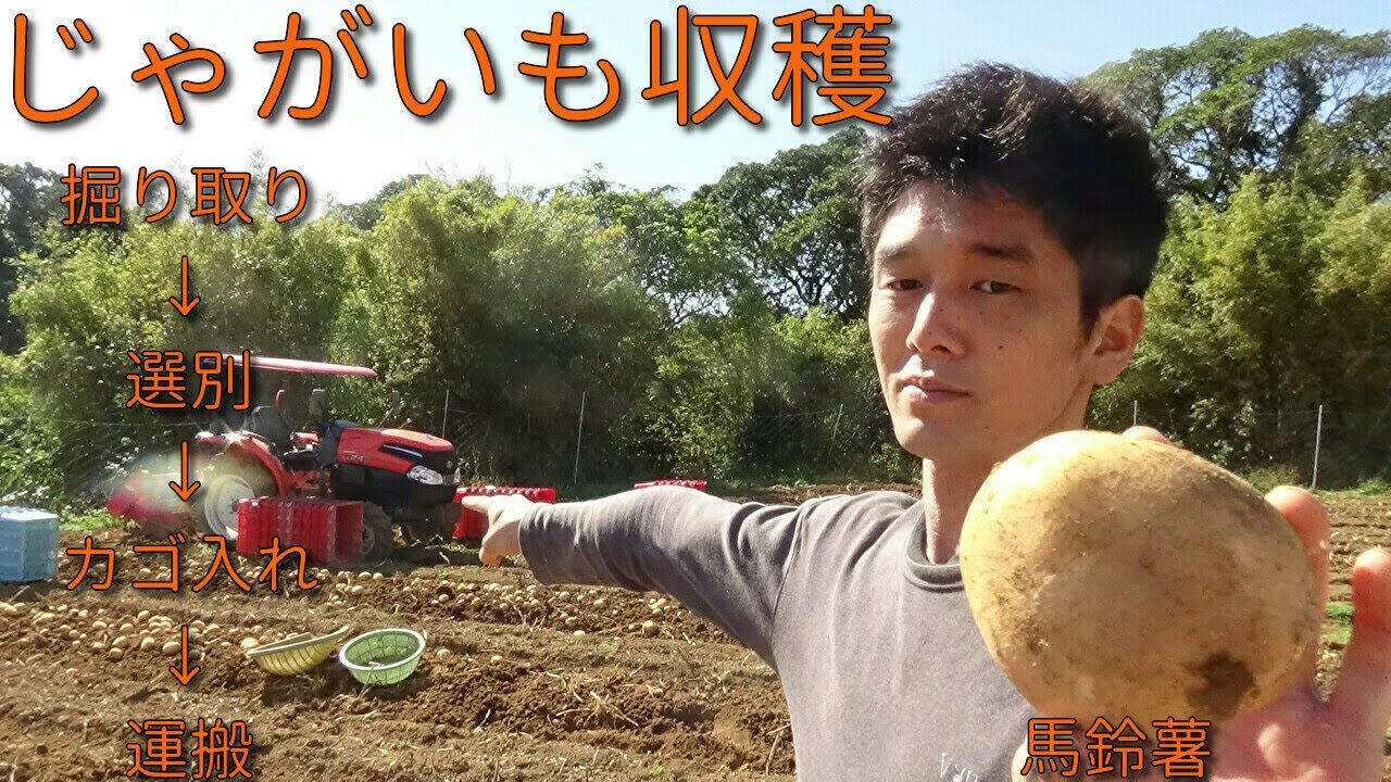 じゃがいも収穫!　掘り取り→選別→カゴ入れ→運搬　一連の収穫作業を簡単にご紹介
