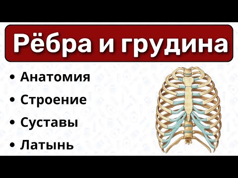 Рёбра и грудина: строение, суставы, латынь / Анатомия, остеология