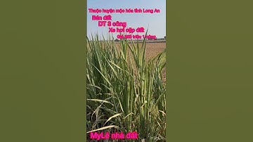 Cần bán nhanh DT 3 công thuộc huyện mộc hóa tỉnh Long An