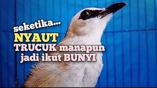 TRUCUKAN GACOR Ampuh buat PANCINGAN Trucukan agar EMOSI jadi BUNYI NYAUT ikut ROPEL GARUDA 