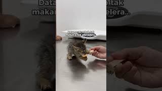 Macamtu je kena dengan budak kecik 😹 #kucing #klinikhaiwan #vet #vetusj #vetkuching
