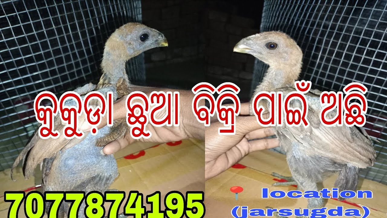 Z black skin କୁକୁଡ଼ା ଛୁଆ ବିକ୍ରି ପାଇଁ ଅଛନ୍ତି କଳ କରନ୍ତୁ ବା ମେସେଜ କରନ୍ତୁ #youtube #vlog