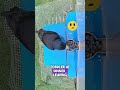 Rookie Rook: The World’s Pickiest Bird! 🫐❌🐾