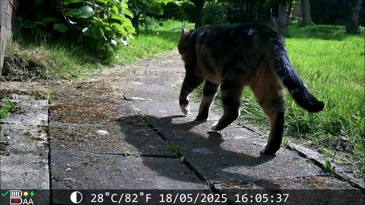 Naturgarten 119: ☀️🌾 Tierisches Sommererleben – Im Einklang mit Flora & Fauna🐦🦔🐿️