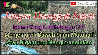 Pertanian || Bagaimana Cara Menjemur Nilam Yang Baik Dan Benar