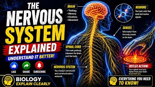 The Nervous System Explained Clearly in 10 Minutes | Brain, Neurons & Reflexes