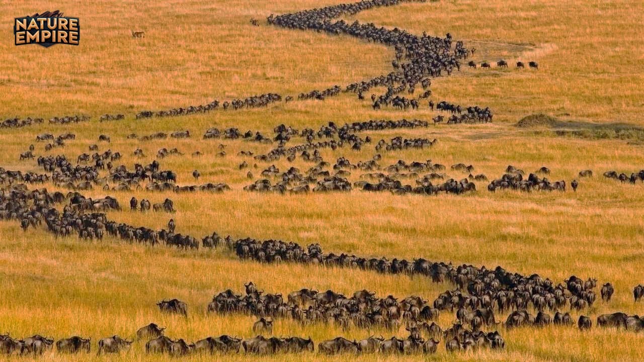 EPSKE MIGRACIJE | Najekstremnija Putovanja Afričke Savane (Cijeli Dokumentarac)