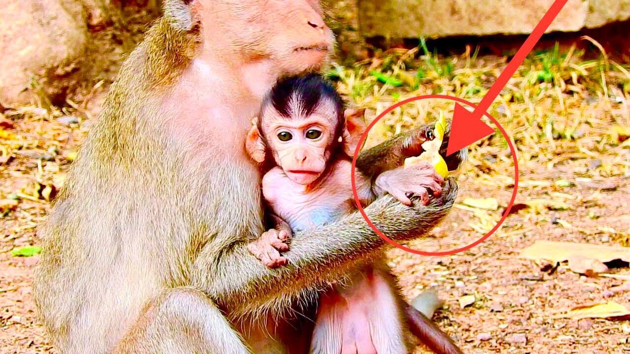 Supper baby monkey trying request fruit from mama baby really need some fruit eat with mother