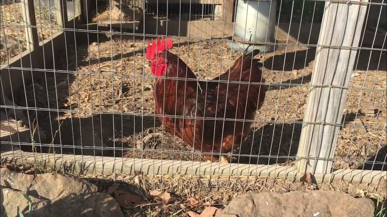 Watch Out for Straight Run Chickens 🐓 vs Pullets YouTube