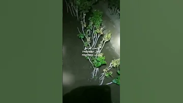 أعراض وضرر الذبول وعفن جذور القات في اليمن نقاز ناقز سللة ضمور يباس هبرة م عمرو العواضي 