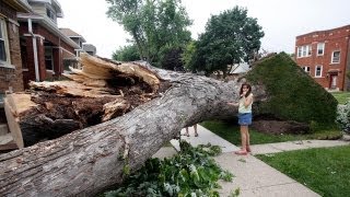 Giant tree uprooted during storm in Berwyn