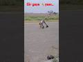 Ladki Deewani ♥️#skating #rollerskating #roadskating #ytshorts #shorts