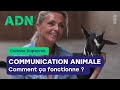 Communication animale  comment a fonctionne 