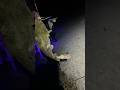 San Marcos River Catfishing #fishing #fyp #trendingshorts #trending #viralvideo #viralshorts #texas