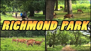 RICHMOND PARK - London - England (4k)