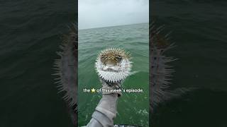 The Coolest Critters I Found This Week! #animals #shorts #ocean #wildlife #explore #outdoors #fish