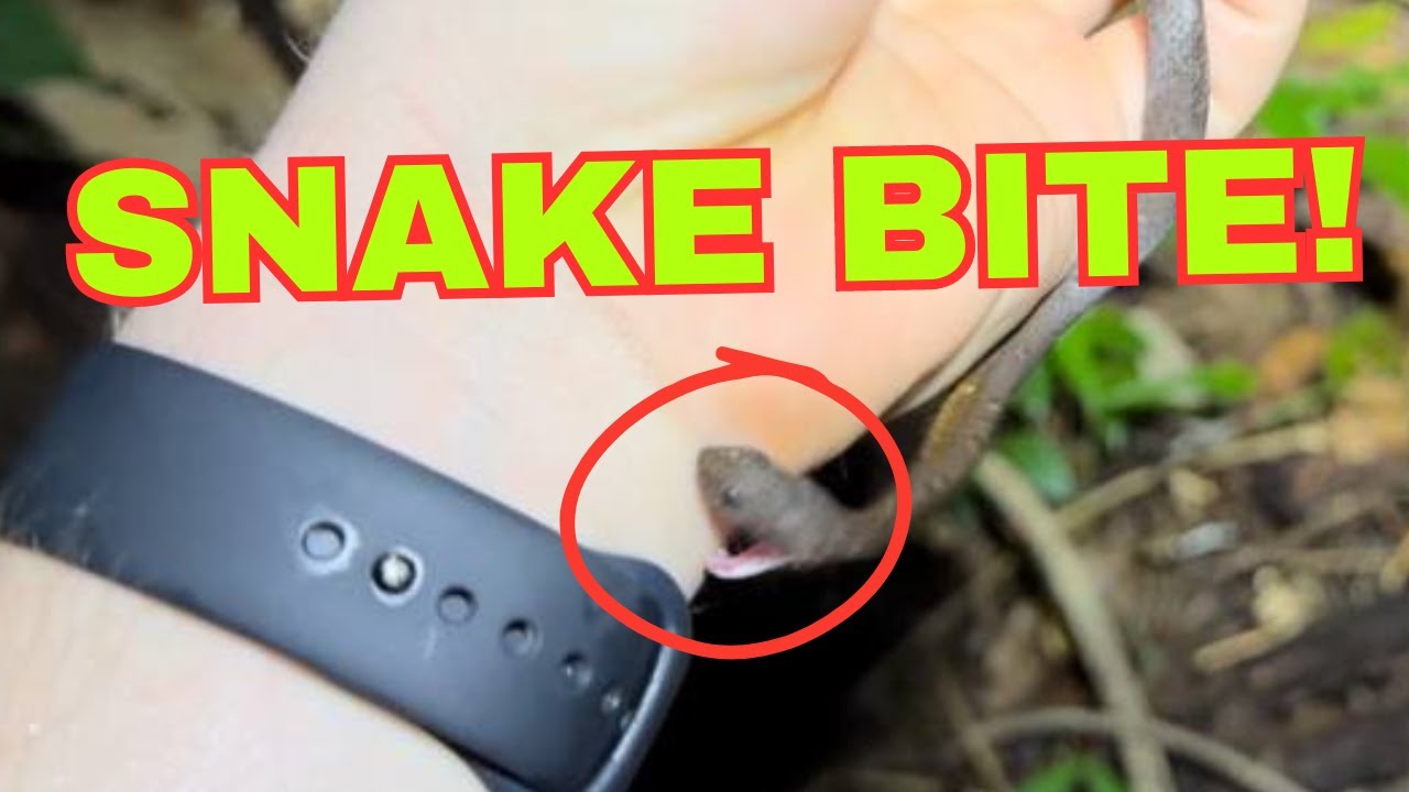I got BIT by a Mock Viper!! Herping in Phuket!