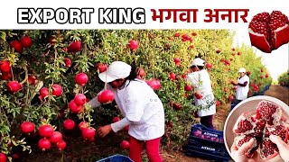 भगवा अनार खेती की कंप्लीट जानकारी | Pomegranate Farming | Bhagva Anar ki Kheti screenshot 4