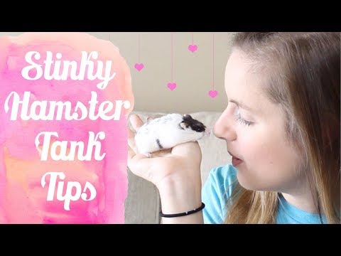 Video: How To Get Rid Of Hamster Odor