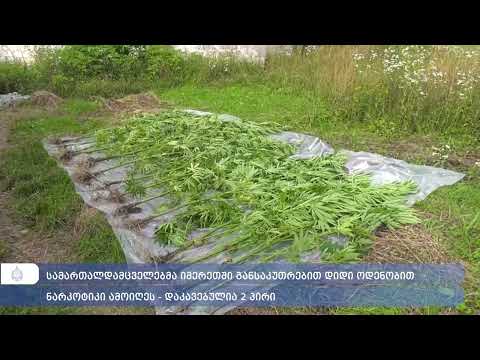 იმერეთის პოლიციამ განსაკუთრებით დიდი ოდენობით ნარკოტიკი ამოიღო - დაკავებულია 2 პირი