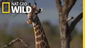 Giraffes 101 | Nat Geo Wild