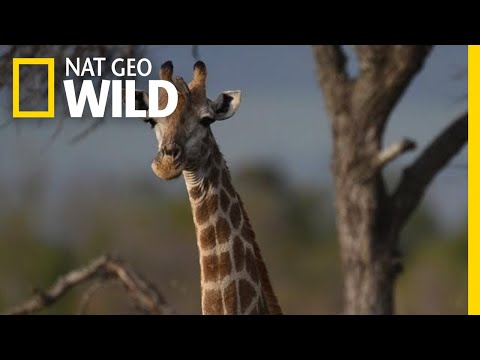 Giraffes 101 | Nat Geo Wild