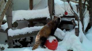 Red Panda 20100117-1 リンゴ祭り－１　（円山動物園）