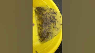 Cá lòng tong và tép rong, ươm trên vèo lưới #fishing #koi #cuoccauca #fish