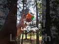 Cubing at Lal Bagh Part 11#cubing #lalbaghbotanicalgarden #trending #viral #gancube #gangurus#3x3