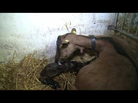 Video: Nascita In Fattoria: Parto Per Pecore, Capre, Lama E Alpaca