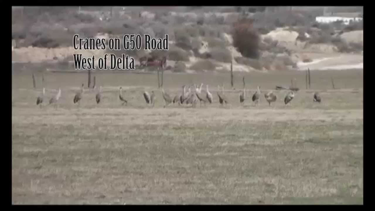 Crane Days Warm Up, Eckert, Delta County, CO 2015 YouTube