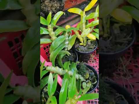 How amazing to grow orchids propagate plant fast and easy #3664