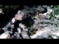 Video for "Sainte Anne " Island, ,  VIDEO, Seychelles,