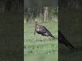 Turkey hunt perfect shot unforgettable #hunting #turkey#headshot #wildlife